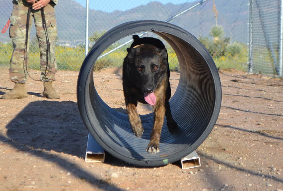 A Nova Corrida de Defesa: Startup de Defesa Levanta US$ 200 Milhões para Cães Militares Geneticamente Aprimorados